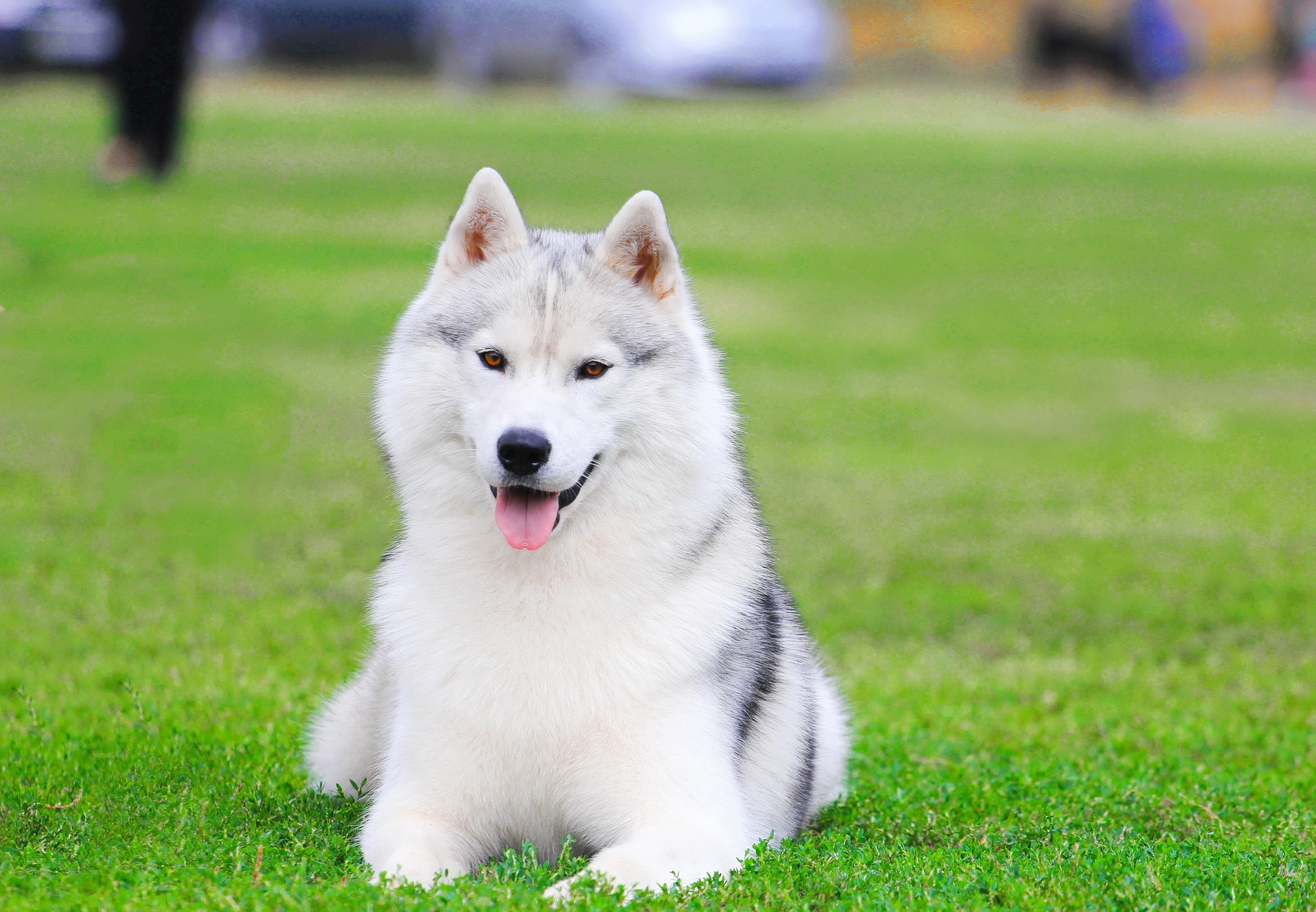white-siberian-husky-puppy-on-green-grass-field-3812207 - Indian Hills